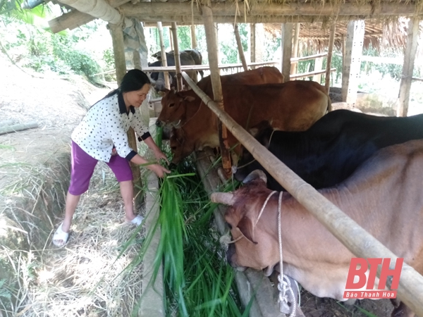 Chủ động phòng, chống dịch bệnh cho đàn vật nuôi