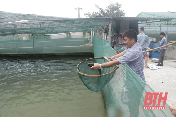 Làm giàu từ nuôi cá lóc trong bể xi măng