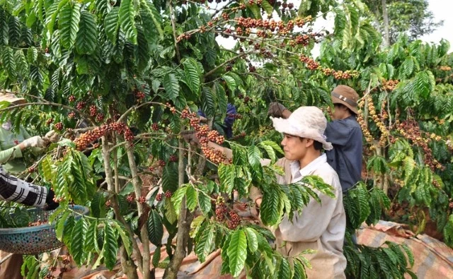 Sản xuất cà phê: Thích ứng với biến đổi khí hậu
