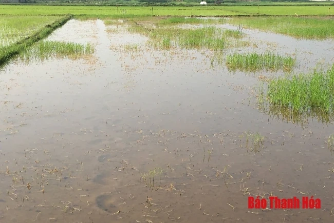 Điều tra làm rõ vụ việc hơn 4 sào lúa chết cháy hàng loạt, nghi do bị bỏ thuốc diệt cỏ