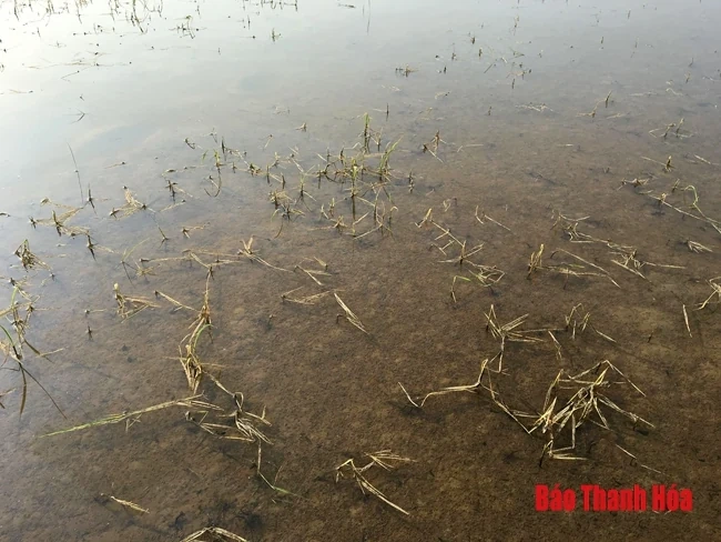 Điều tra làm rõ vụ việc hơn 4 sào lúa chết cháy hàng loạt, nghi do bị bỏ thuốc diệt cỏ