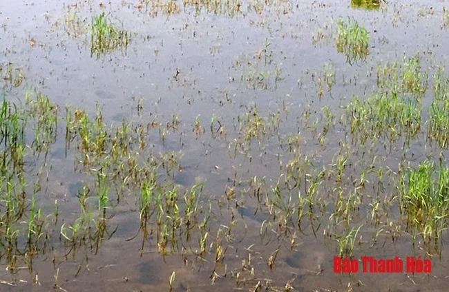 Điều tra làm rõ vụ việc hơn 4 sào lúa chết cháy hàng loạt, nghi do bị bỏ thuốc diệt cỏ