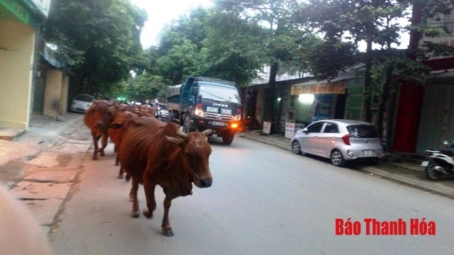 Bò thả rông - tiềm ẩn tai nạn giao thông