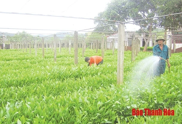 Chi trả dịch vụ môi trường rừng đã tăng thêm 51.410,7 ha