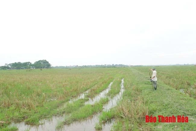 Thấp thỏm nỗi lo vụ mùa trên cánh đồng Nhâm