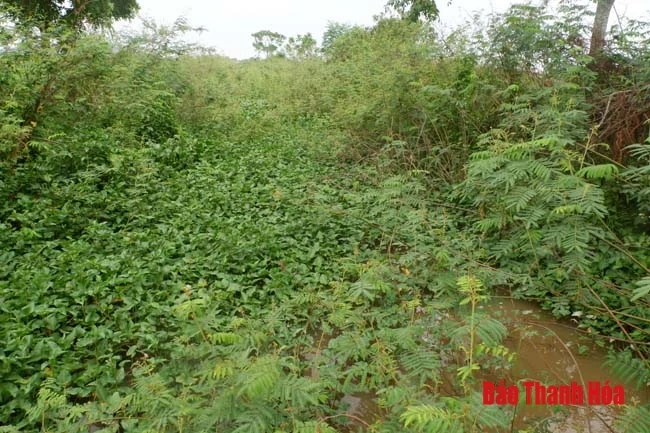 Thấp thỏm nỗi lo vụ mùa trên cánh đồng Nhâm