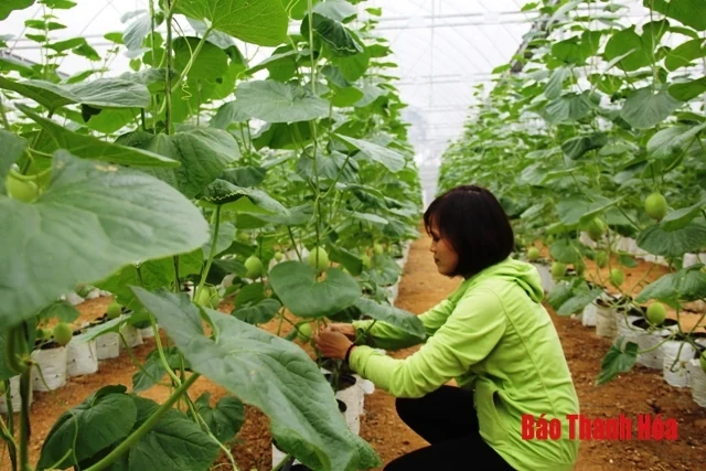 Nâng cao vai trò của các HTX kiểu mới trong phát triển vùng mía thâm canh