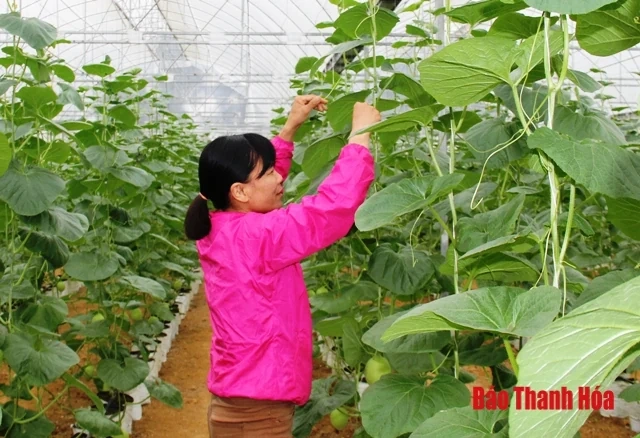 Nâng cao vai trò của các HTX kiểu mới trong phát triển vùng mía thâm canh