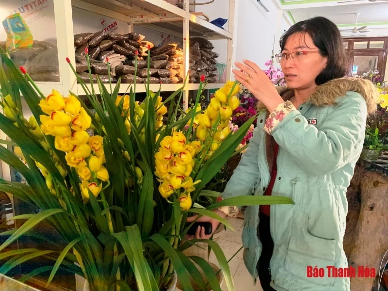 Nhộn nhịp thị trường hoa, cây cảnh dịp giáp Tết