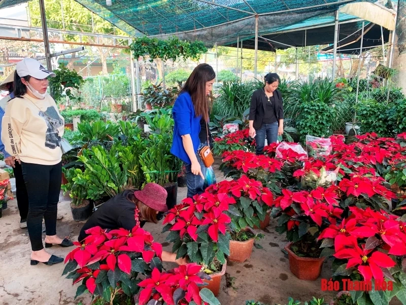 Nhộn nhịp thị trường hoa, cây cảnh dịp giáp Tết