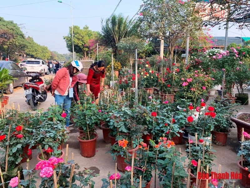 Nhộn nhịp thị trường hoa, cây cảnh dịp giáp Tết