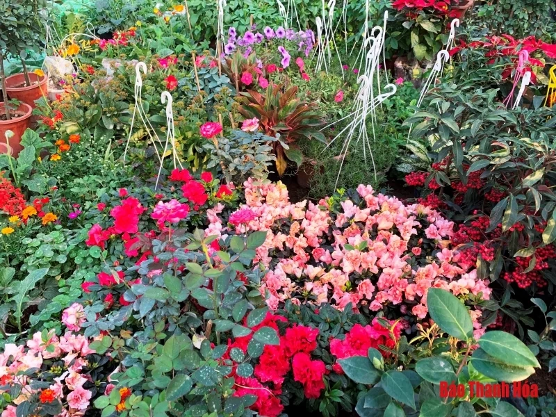 Nhộn nhịp thị trường hoa, cây cảnh dịp giáp Tết