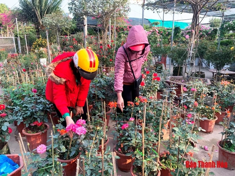 Nhộn nhịp thị trường hoa, cây cảnh dịp giáp Tết