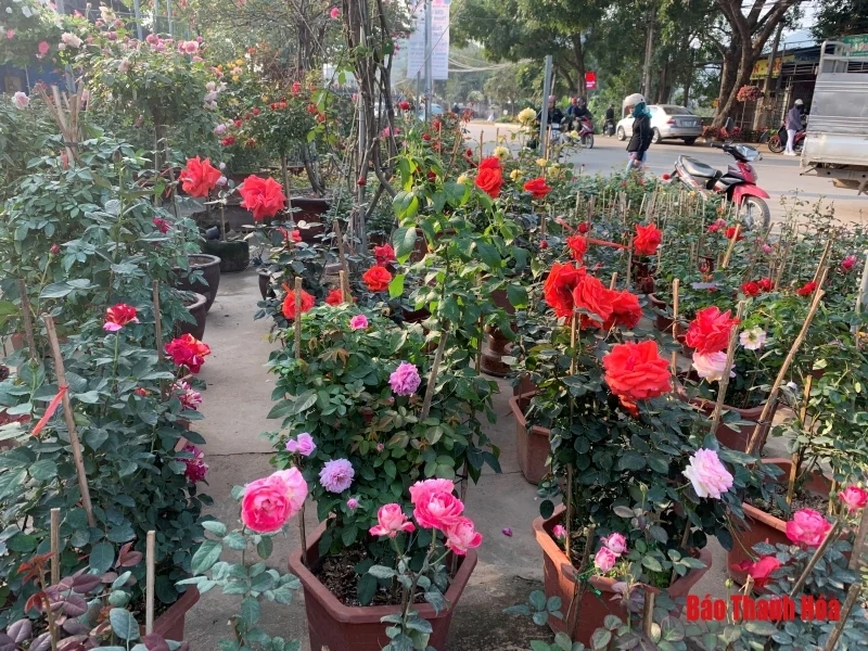 Nhộn nhịp thị trường hoa, cây cảnh dịp giáp Tết