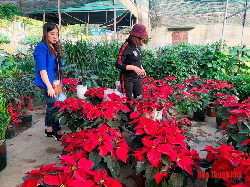 Nhộn nhịp thị trường hoa, cây cảnh dịp giáp Tết