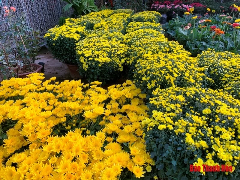 Nhộn nhịp thị trường hoa, cây cảnh dịp giáp Tết