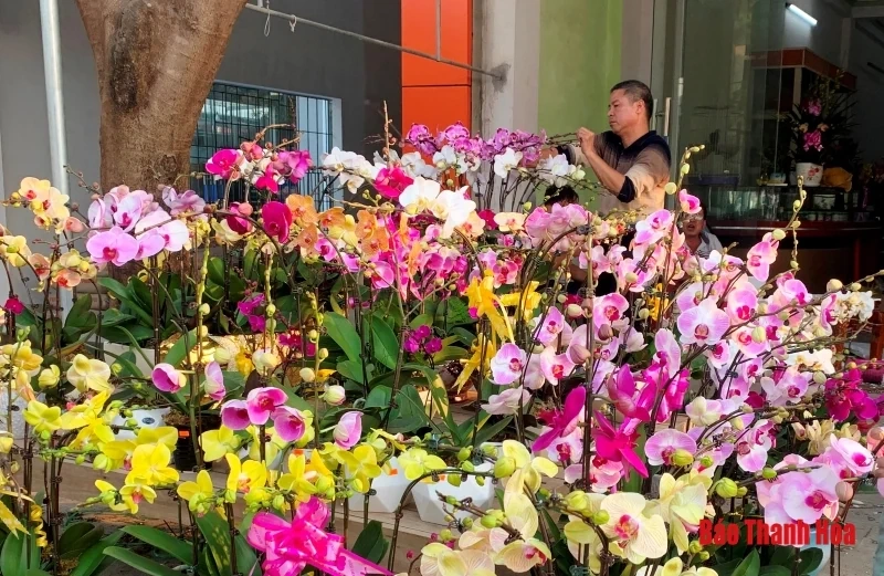 Nhộn nhịp thị trường hoa, cây cảnh dịp giáp Tết