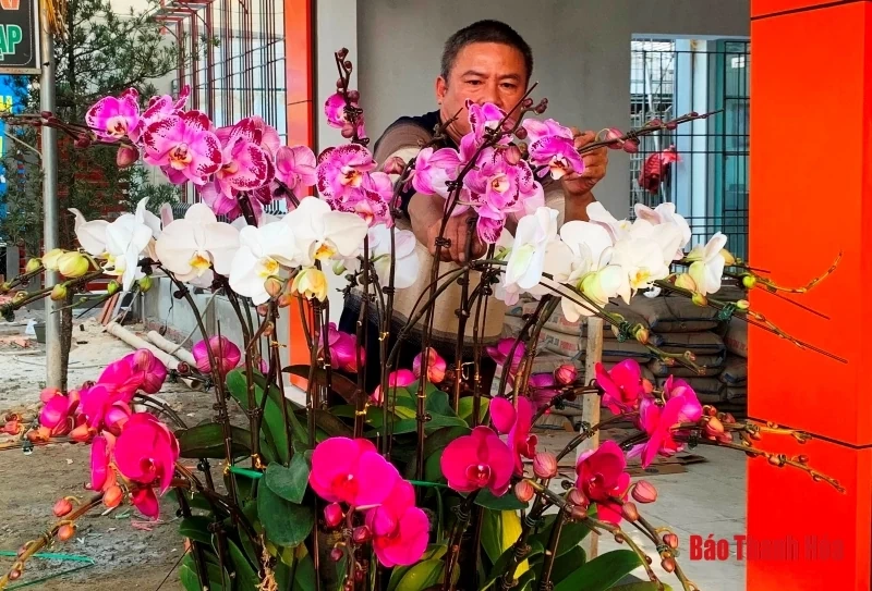 Nhộn nhịp thị trường hoa, cây cảnh dịp giáp Tết