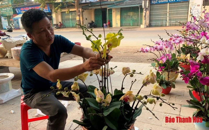 Nhộn nhịp thị trường hoa, cây cảnh dịp giáp Tết