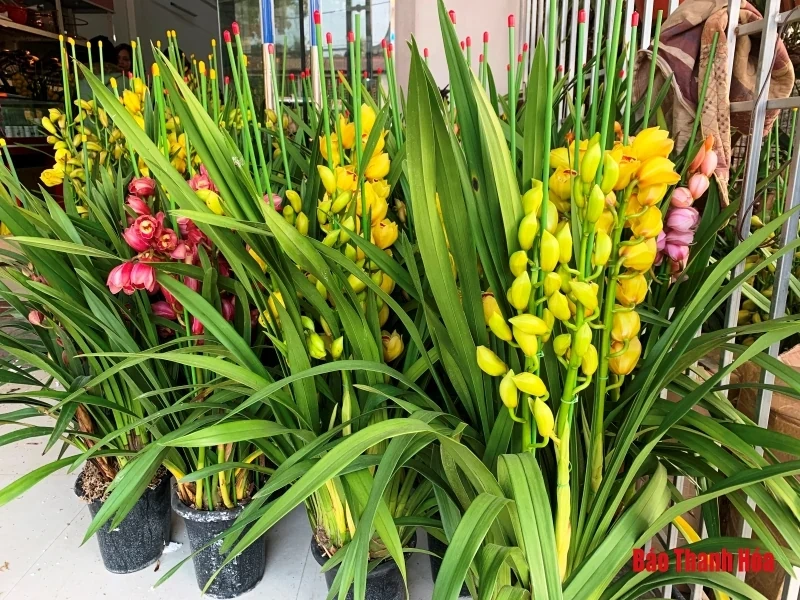 Nhộn nhịp thị trường hoa, cây cảnh dịp giáp Tết