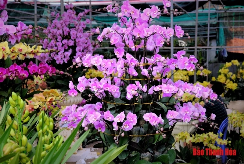 Hoa phong lan khoe sắc đón Xuân