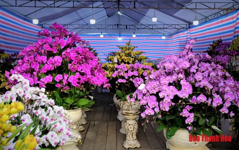 Hoa phong lan khoe sắc đón Xuân