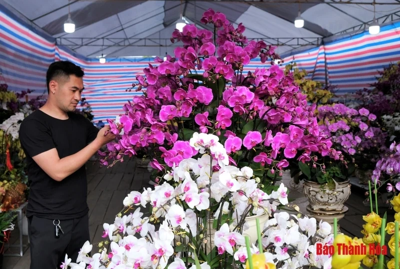 Hoa phong lan khoe sắc đón Xuân