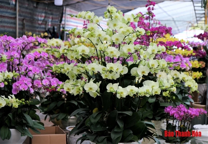 Hoa phong lan khoe sắc đón Xuân