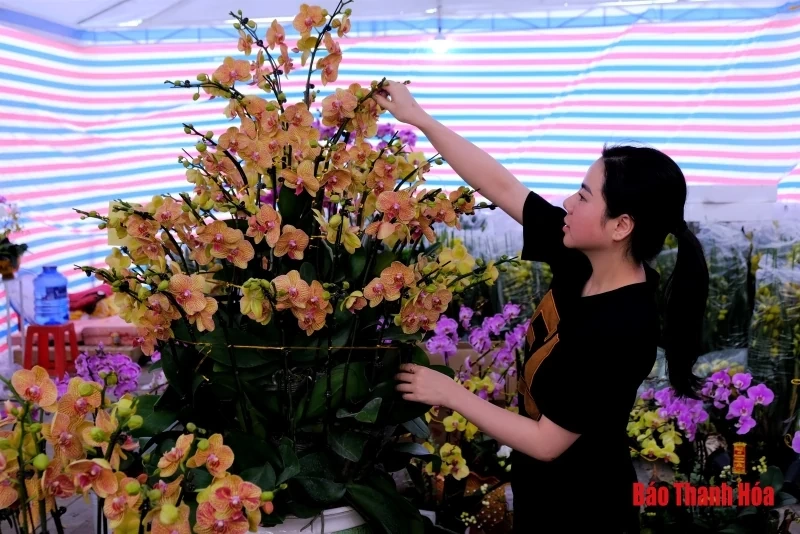 Hoa phong lan khoe sắc đón Xuân