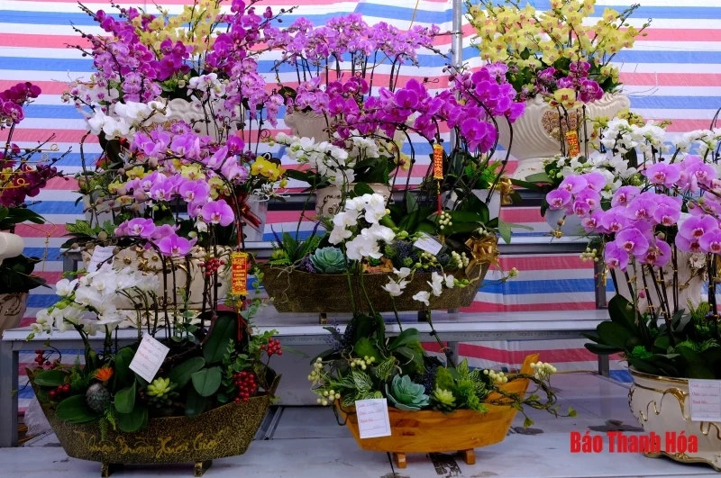 Hoa phong lan khoe sắc đón Xuân