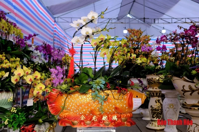 Hoa phong lan khoe sắc đón Xuân