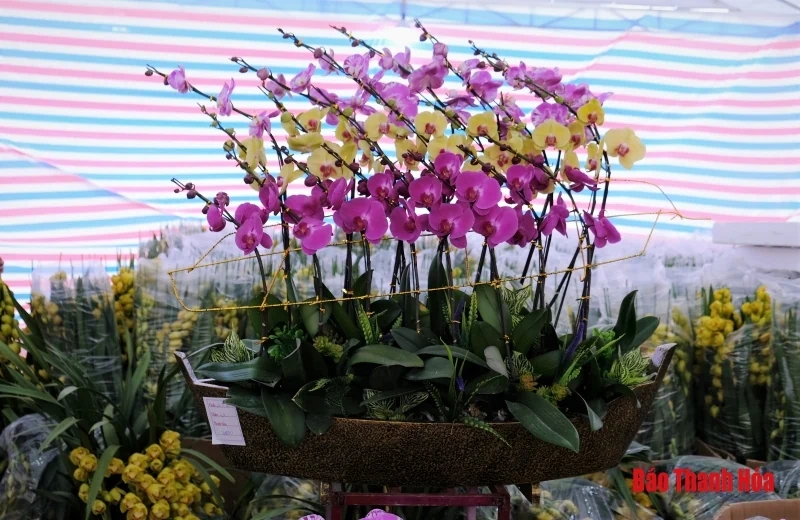 Hoa phong lan khoe sắc đón Xuân