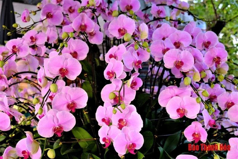 Hoa phong lan khoe sắc đón Xuân