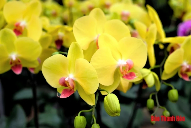 Hoa phong lan khoe sắc đón Xuân