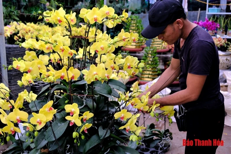 Hoa phong lan khoe sắc đón Xuân