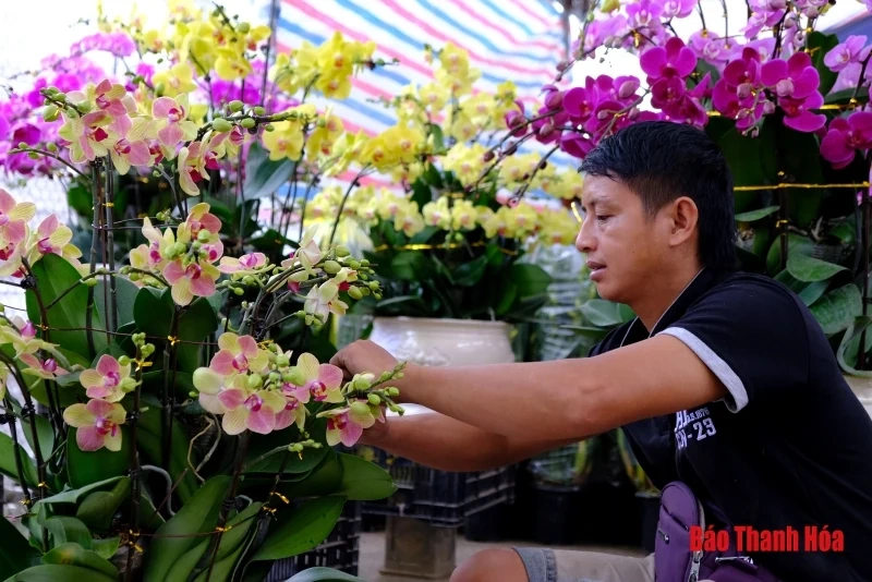 Hoa phong lan khoe sắc đón Xuân