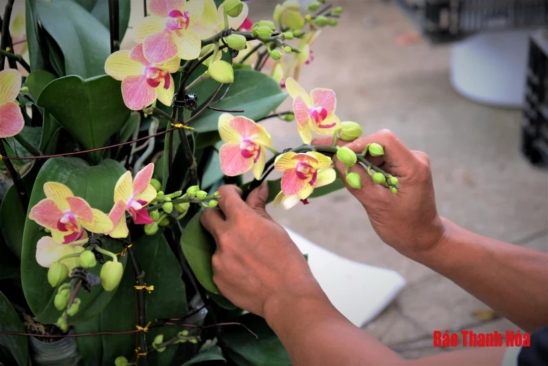 Hoa phong lan khoe sắc đón Xuân