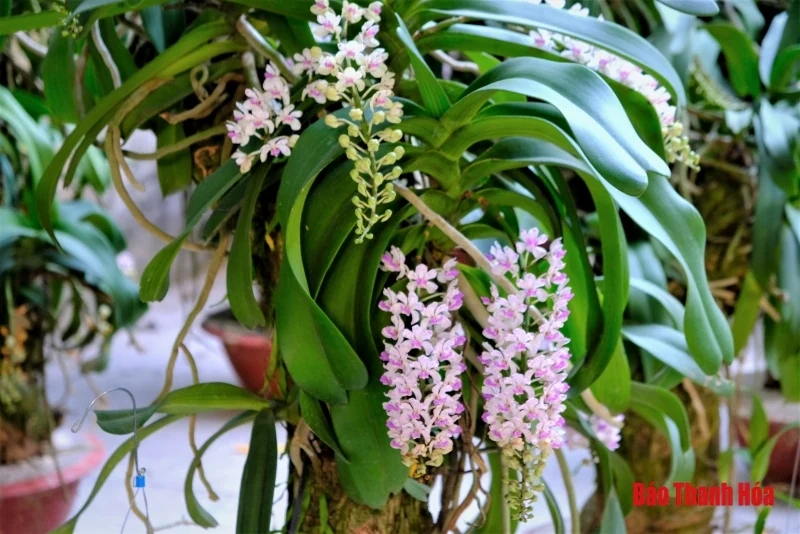 Hoa phong lan khoe sắc đón Xuân