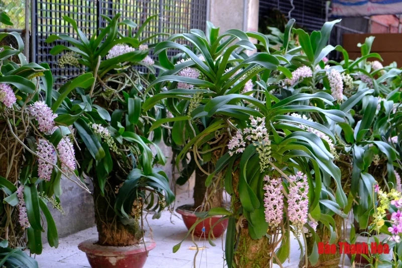 Hoa phong lan khoe sắc đón Xuân