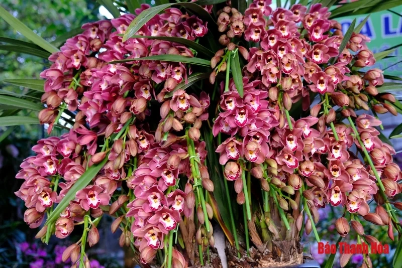 Hoa phong lan khoe sắc đón Xuân