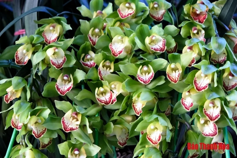 Hoa phong lan khoe sắc đón Xuân