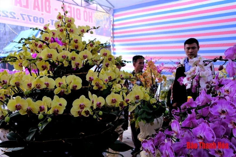 Hoa phong lan khoe sắc đón Xuân