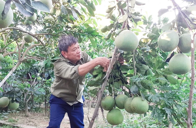 Thương binh Hoàng Viết Toán tiên phong, gương mẫu, trách nhiệm trong thời bình