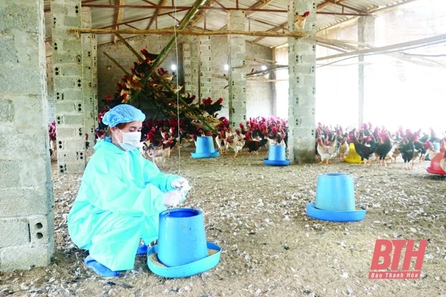 Giá con giống, thức ăn tăng cao - người chăn nuôi gặp khó