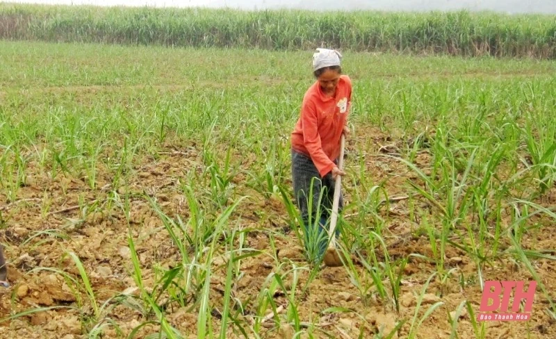 Hiệp thương giá mua mía nguyên liệu vụ ép 2021-2022