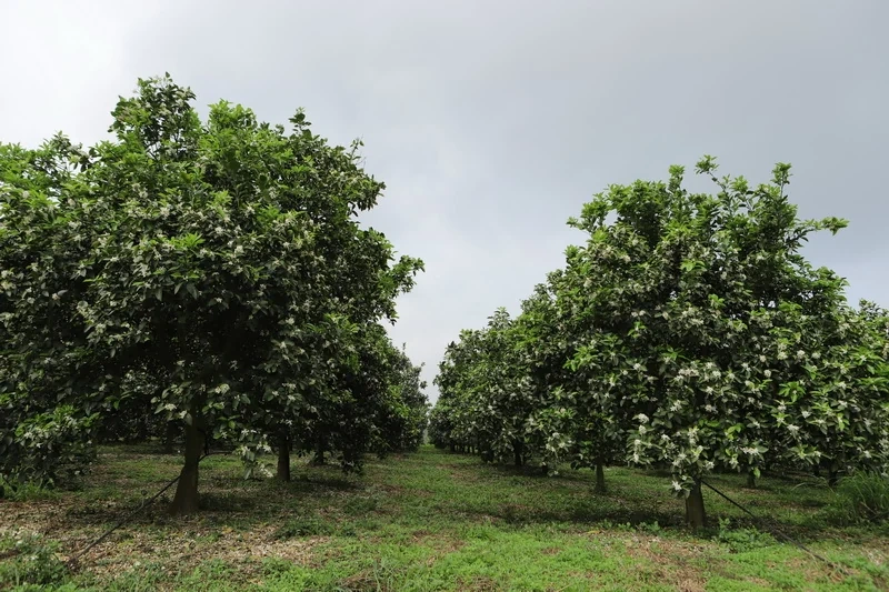 Bí thư Tỉnh ủy Đỗ Trọng Hưng thăm và làm việc tại huyện Thạch Thành