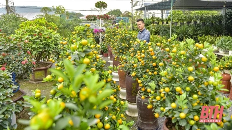 Hoa, cây cảnh xuống phố đón Tết