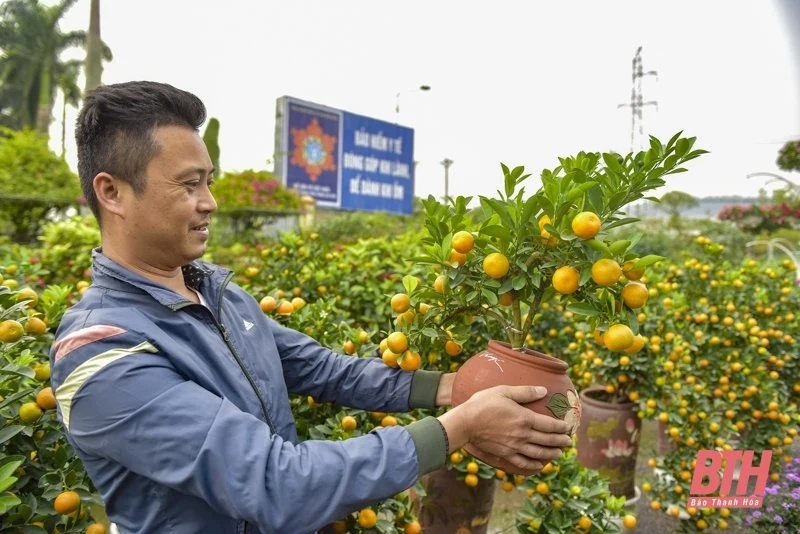 Hoa, cây cảnh xuống phố đón Tết