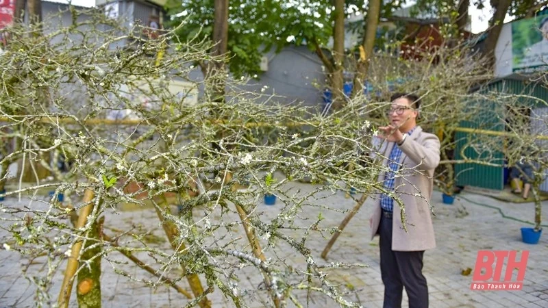 Hoa, cây cảnh xuống phố đón Tết