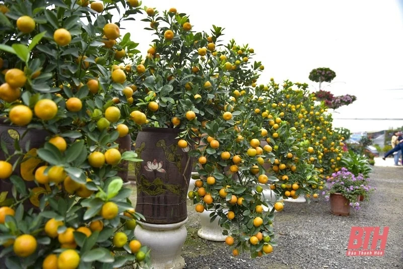 Hoa, cây cảnh xuống phố đón Tết